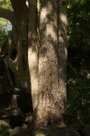Berchemia discolor