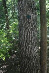 Berchemia discolor