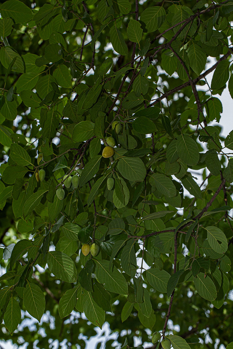 Berchemia discolor Berchemia discolor