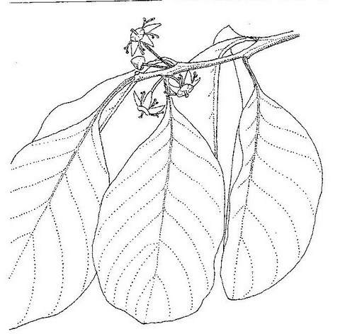 Berchemia discolor Berchemia discolor