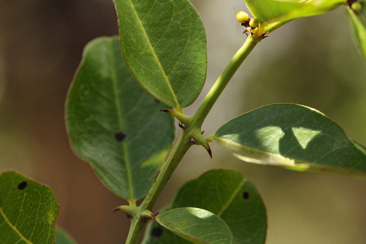 Scutia myrtina Scutia myrtina