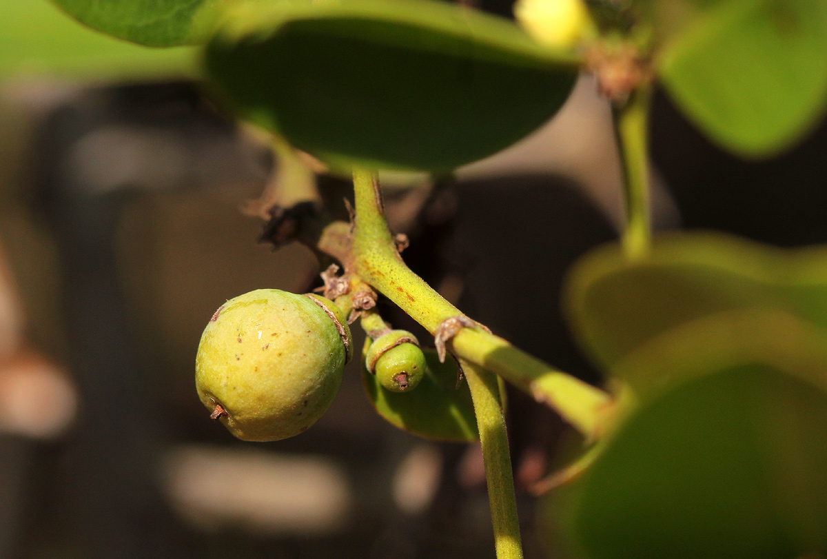 Scutia myrtina Scutia myrtina
