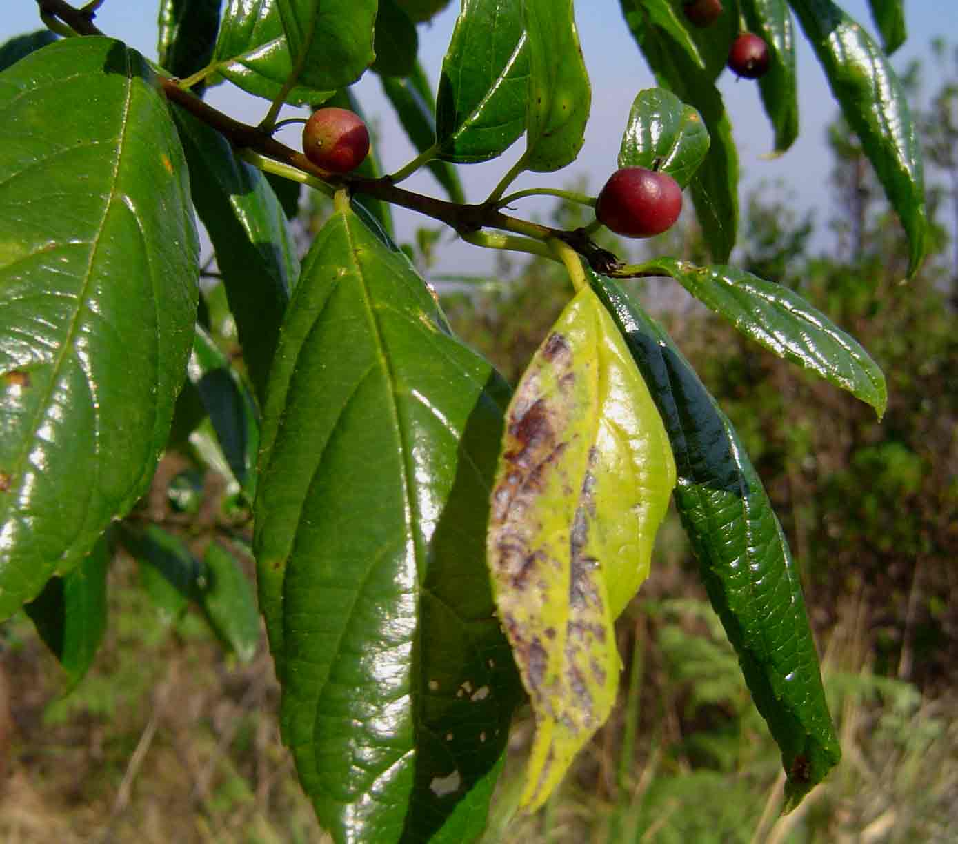 Rhamnus prinoides Rhamnus prinoides
