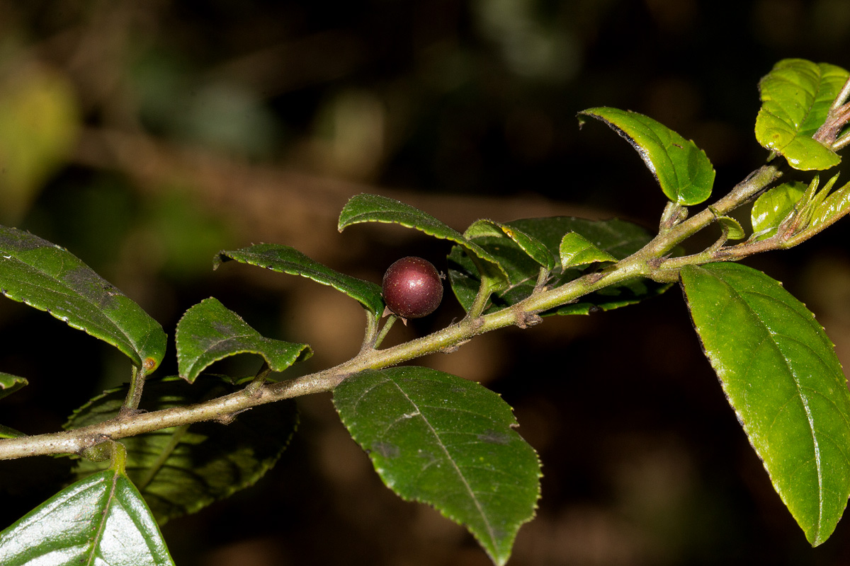 Rhamnus prinoides Rhamnus prinoides