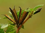 Corchorus aestuans