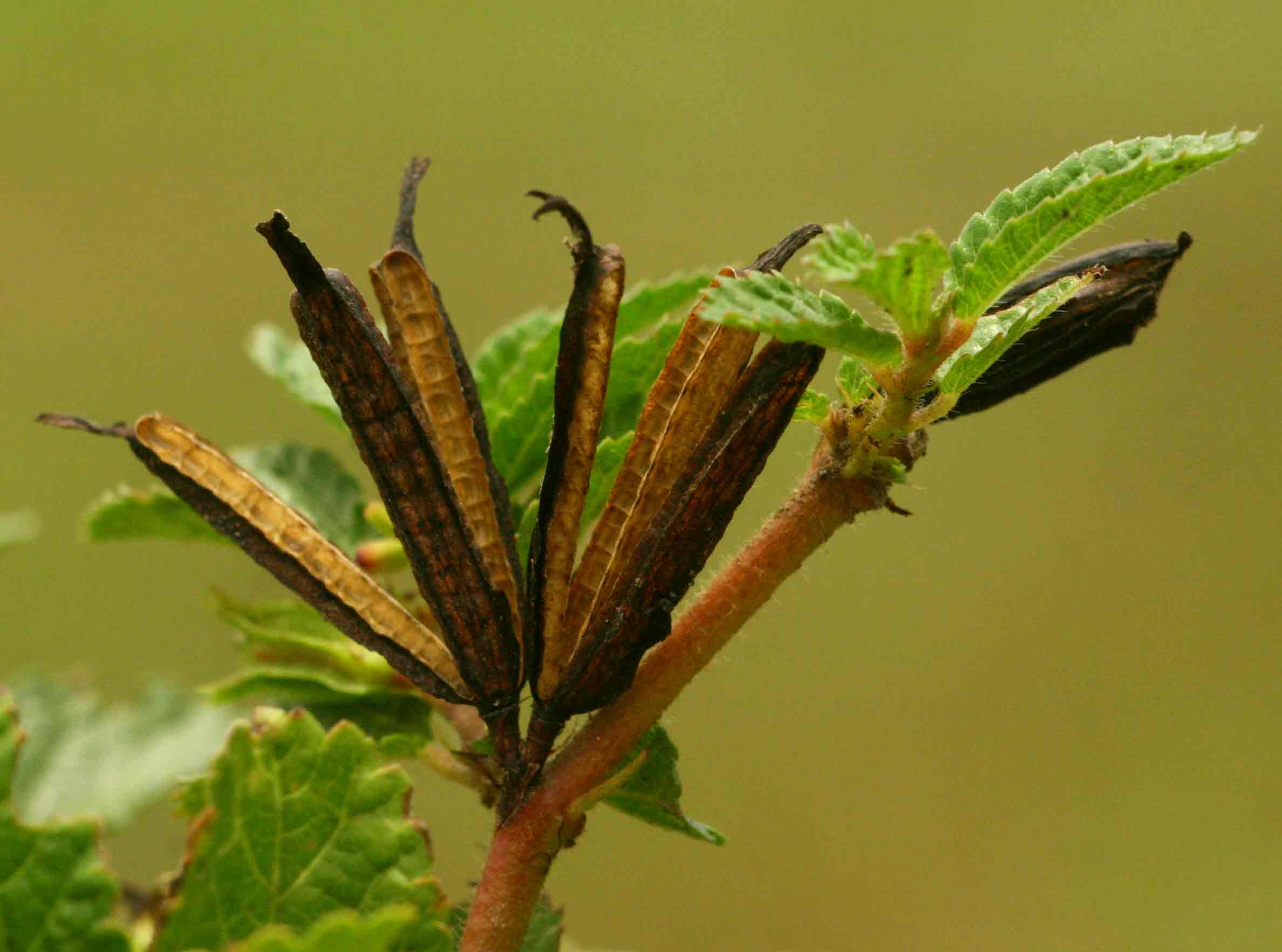 Corchorus aestuans Corchorus aestuans