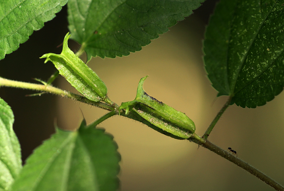 Corchorus aestuans