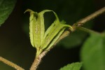 Corchorus aestuans