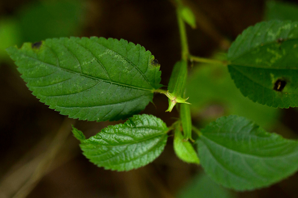 Corchorus aestuans