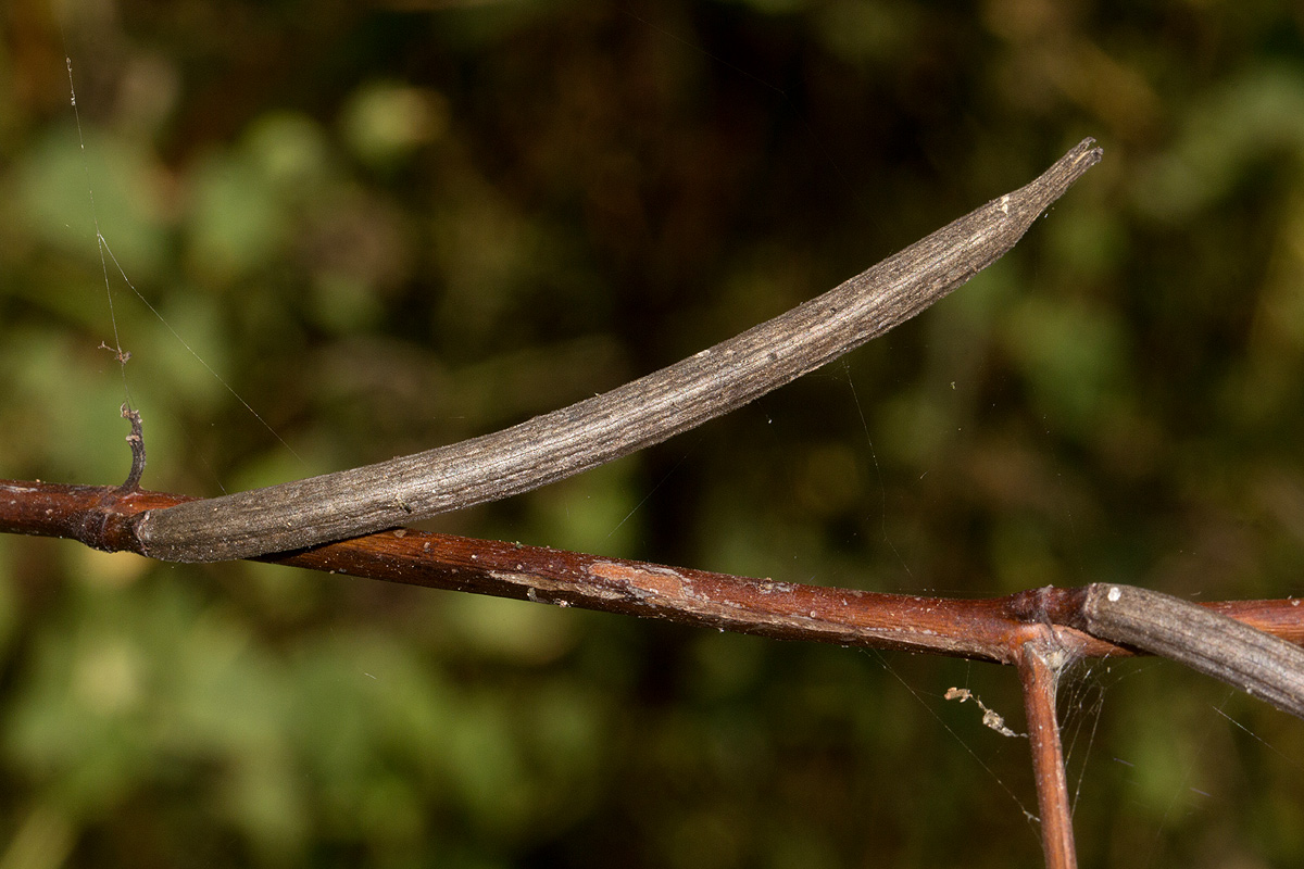 Corchorus olitorius Corchorus olitorius