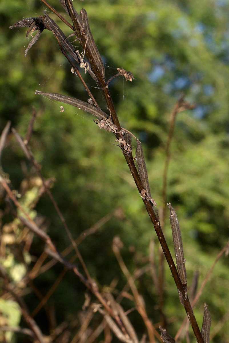 Corchorus olitorius Corchorus olitorius