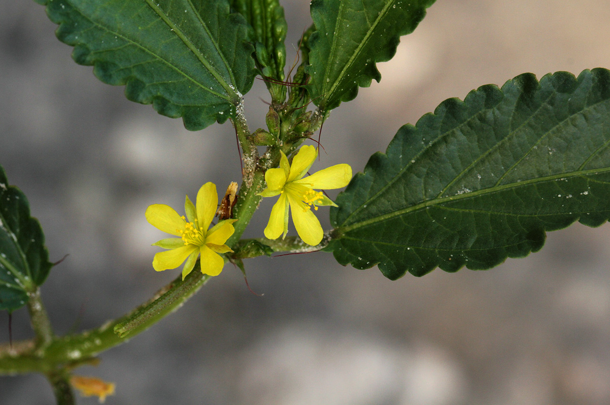 Corchorus tridens Corchorus tridens