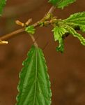Corchorus tridens