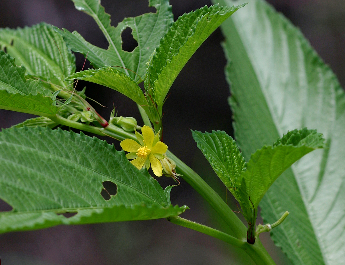 Corchorus tridens Corchorus tridens
