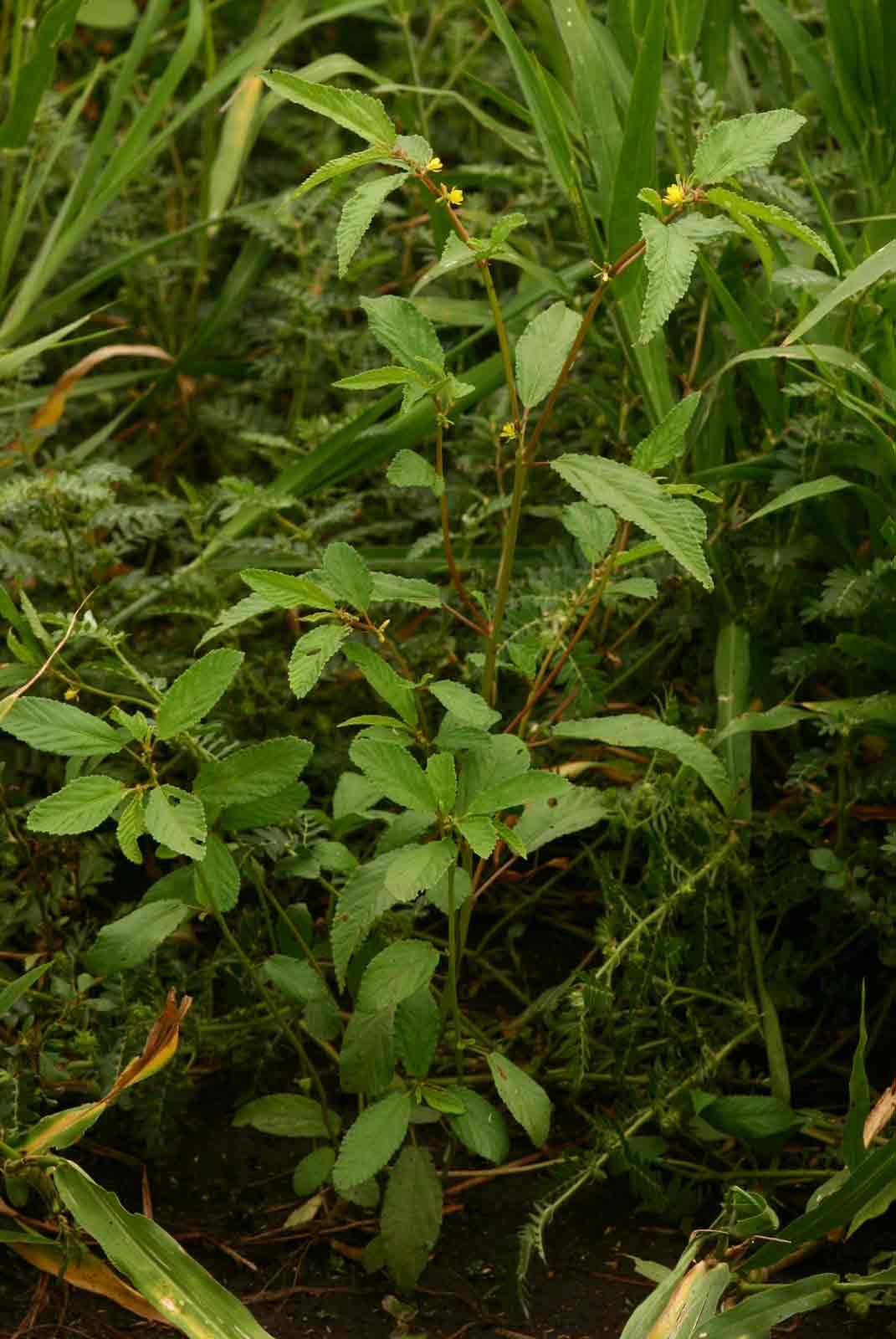 Corchorus tridens Corchorus tridens