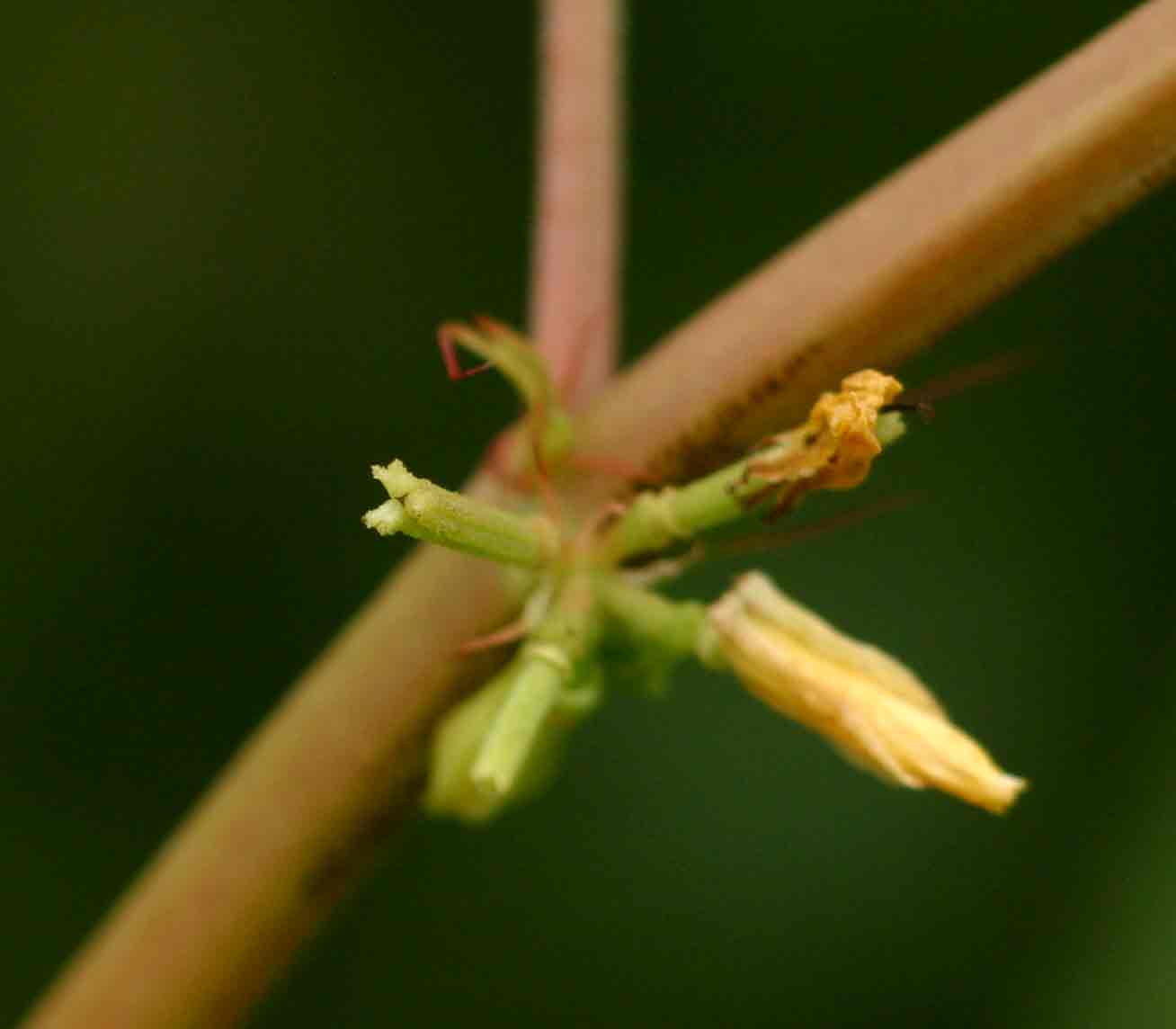 Corchorus tridens Corchorus tridens