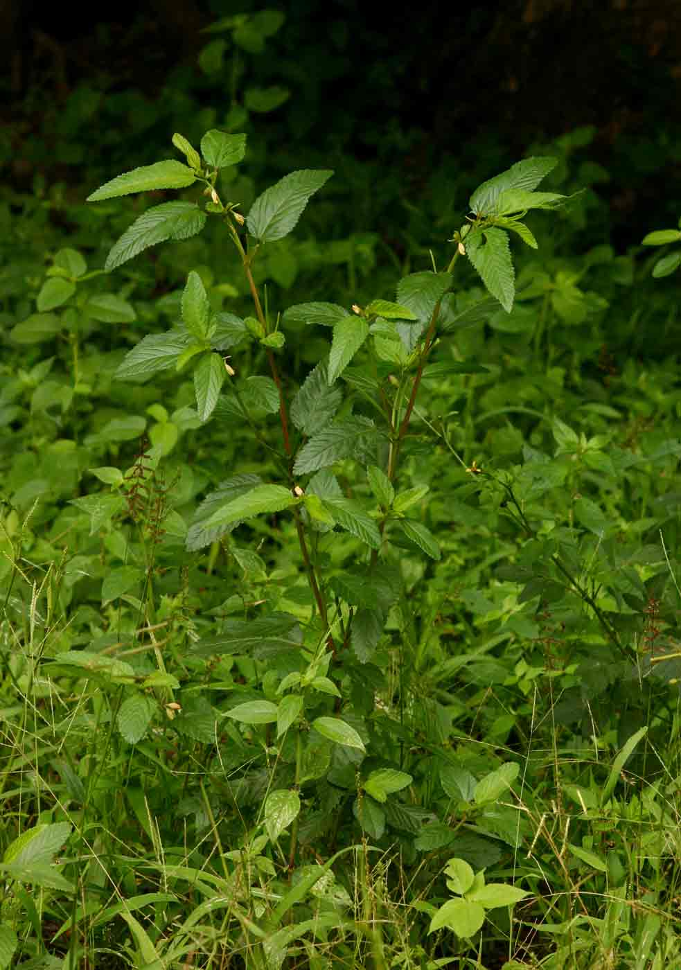 Corchorus trilocularis Corchorus trilocularis