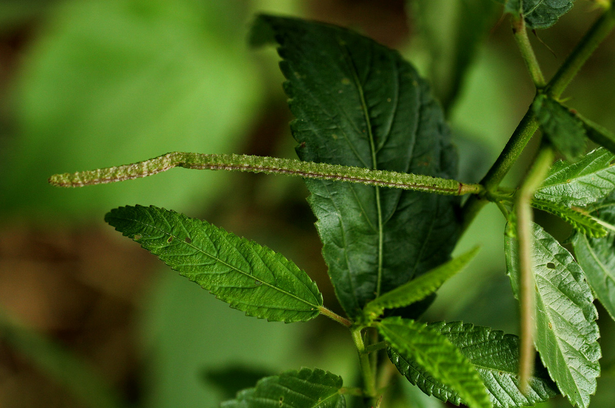 Corchorus trilocularis Corchorus trilocularis
