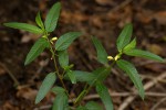 Corchorus trilocularis