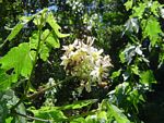Sparrmannia ricinocarpa subsp. ricinocarpa