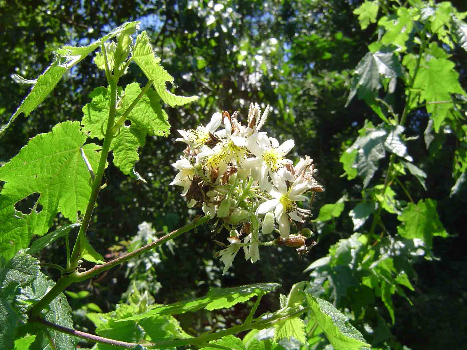 Sparrmannia ricinocarpa subsp. ricinocarpa Sparrmannia ricinocarpa subsp. ricinocarpa