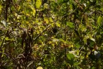 Sparrmannia ricinocarpa subsp. ricinocarpa