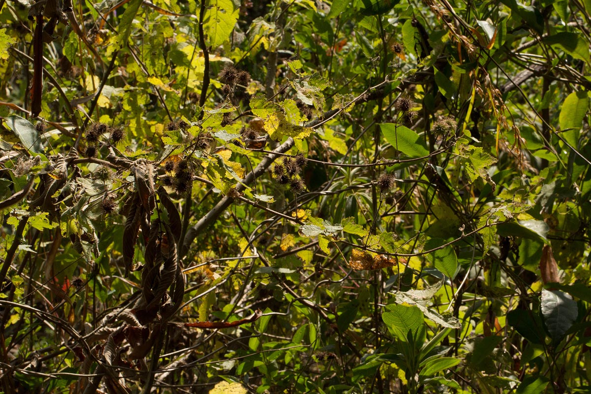 Sparrmannia ricinocarpa subsp. ricinocarpa Sparrmannia ricinocarpa subsp. ricinocarpa