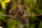 Sparrmannia ricinocarpa subsp. ricinocarpa