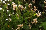 Sparrmannia ricinocarpa subsp. ricinocarpa