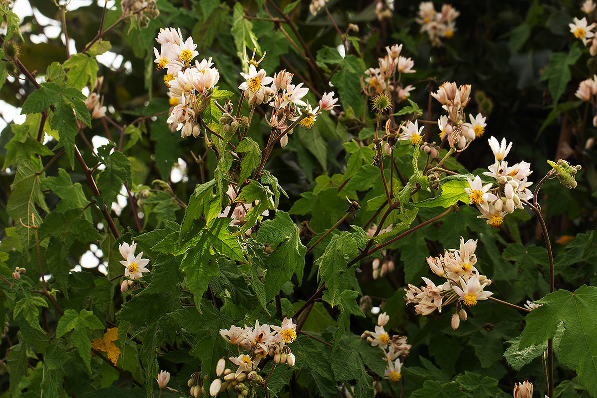 Sparrmannia ricinocarpa subsp. ricinocarpa Sparrmannia ricinocarpa subsp. ricinocarpa