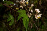 Sparrmannia ricinocarpa subsp. ricinocarpa