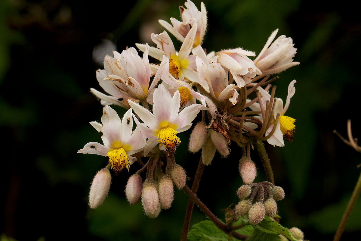 Sparrmannia ricinocarpa subsp. ricinocarpa Sparrmannia ricinocarpa subsp. ricinocarpa