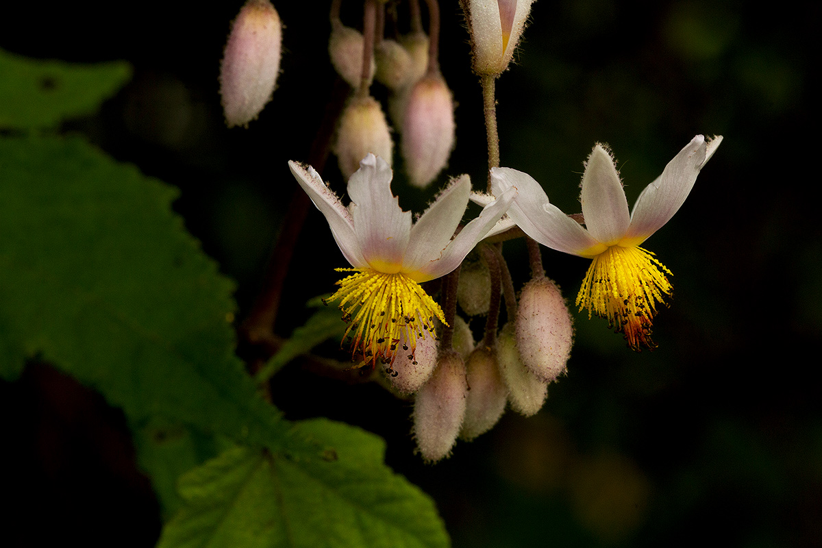 Sparrmannia ricinocarpa subsp. ricinocarpa Sparrmannia ricinocarpa subsp. ricinocarpa