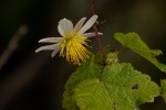 Sparrmannia ricinocarpa subsp. ricinocarpa