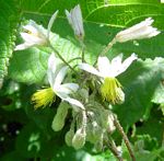 Sparrmannia ricinocarpa subsp. ricinocarpa