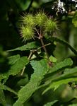 Sparrmannia ricinocarpa subsp. ricinocarpa