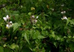 Sparrmannia ricinocarpa subsp. ricinocarpa