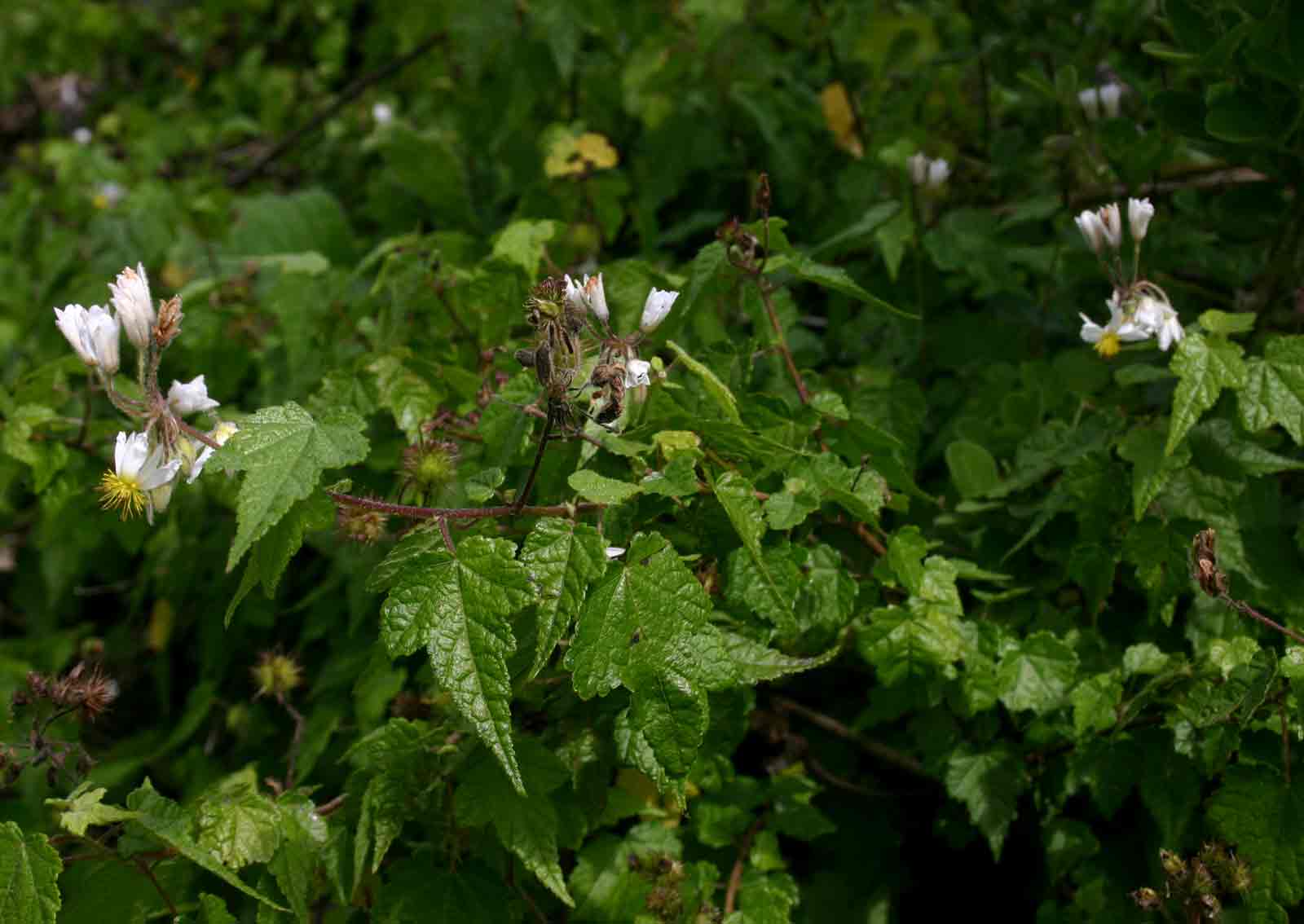 Sparrmannia ricinocarpa subsp. ricinocarpa Sparrmannia ricinocarpa subsp. ricinocarpa
