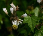 Sparrmannia ricinocarpa subsp. ricinocarpa