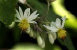 Sparrmannia ricinocarpa subsp. ricinocarpa