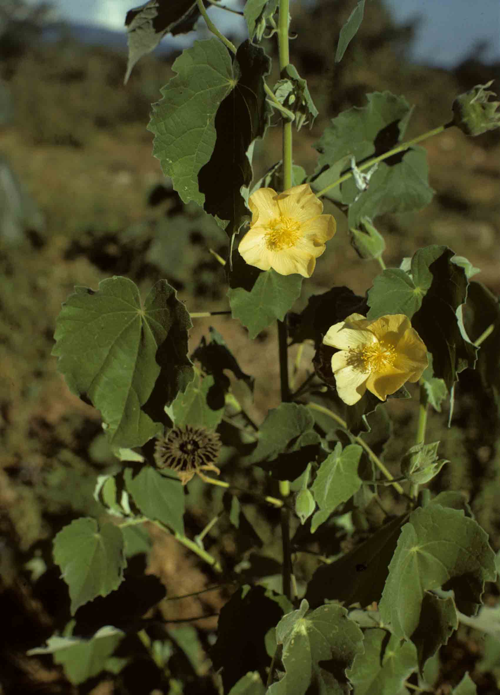 Abutilon angulatum var. angulatum Abutilon angulatum var. angulatum
