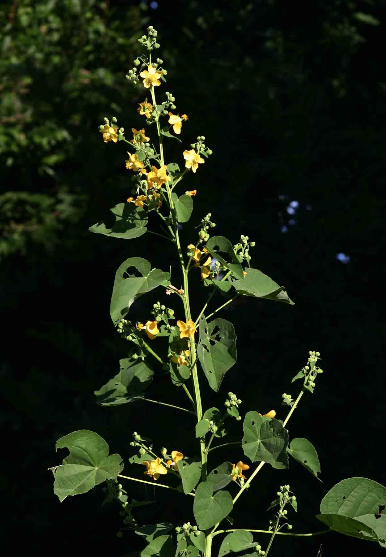 Abutilon angulatum var. angulatum Abutilon angulatum var. angulatum