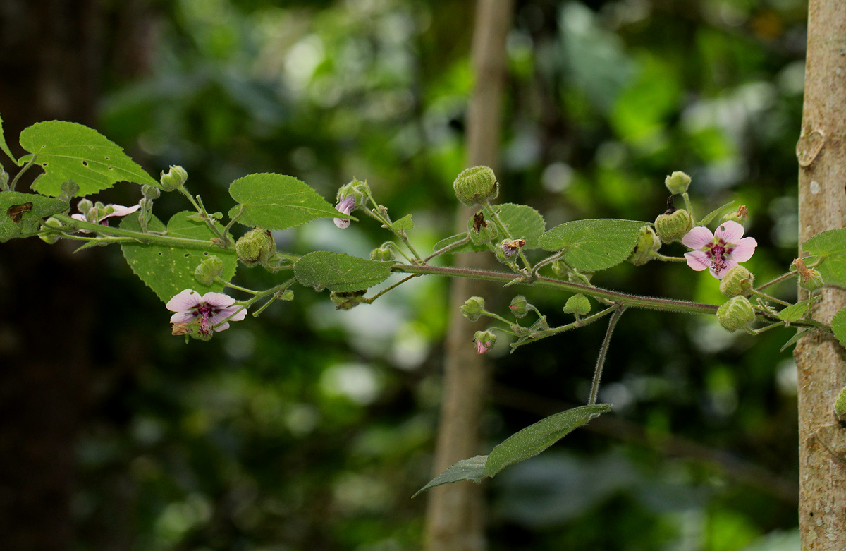 Abutilon longicuspe Abutilon longicuspe
