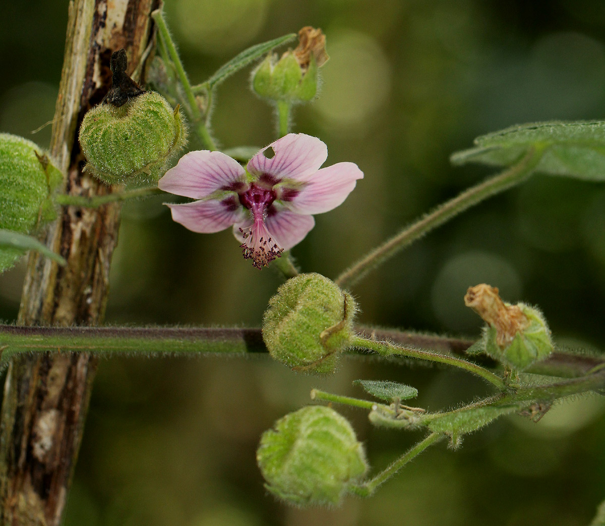Abutilon longicuspe Abutilon longicuspe
