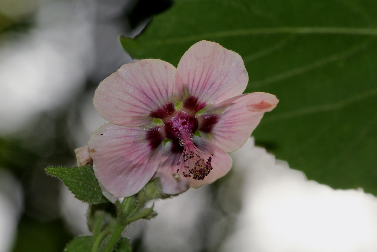 Abutilon longicuspe Abutilon longicuspe
