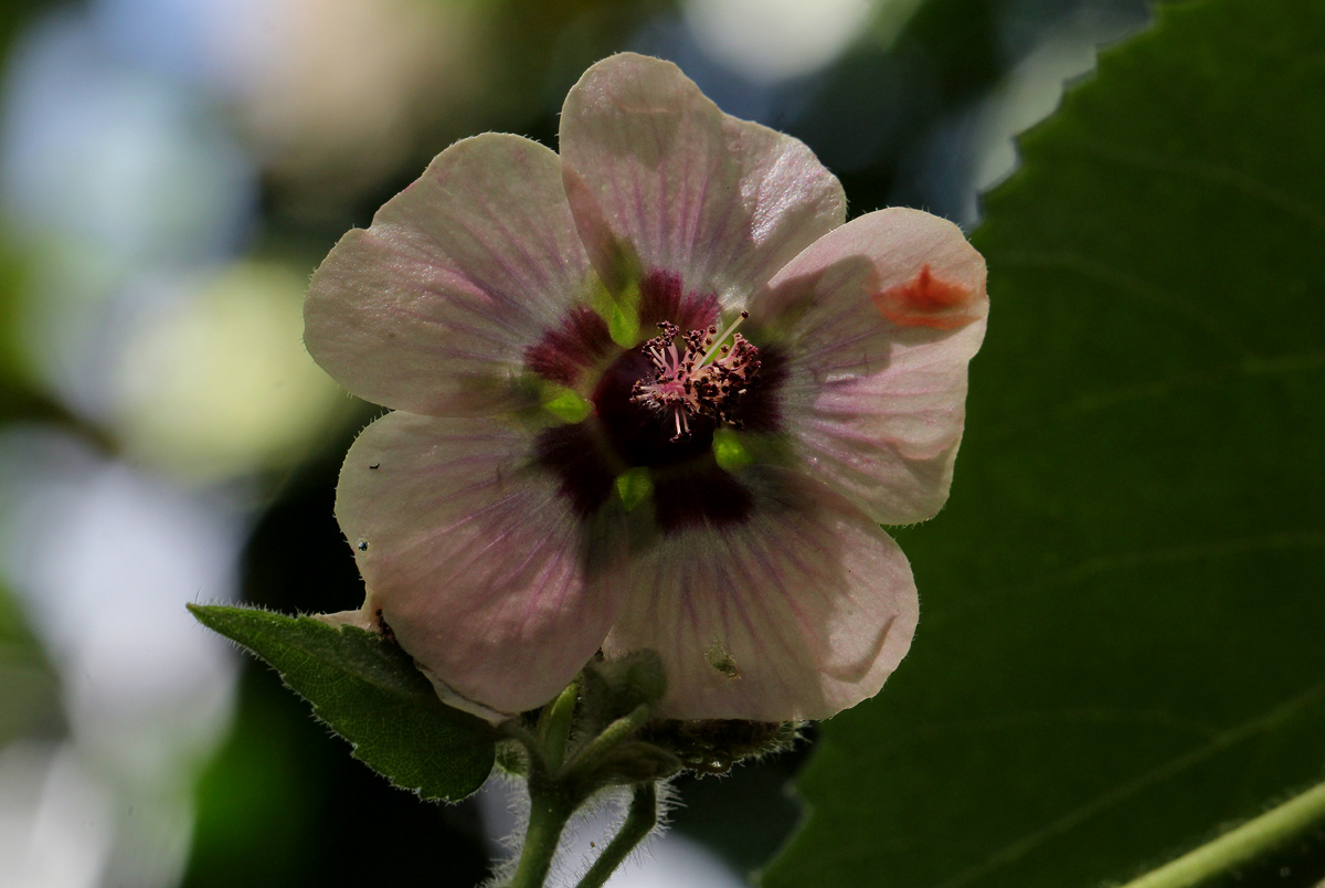 Abutilon longicuspe Abutilon longicuspe