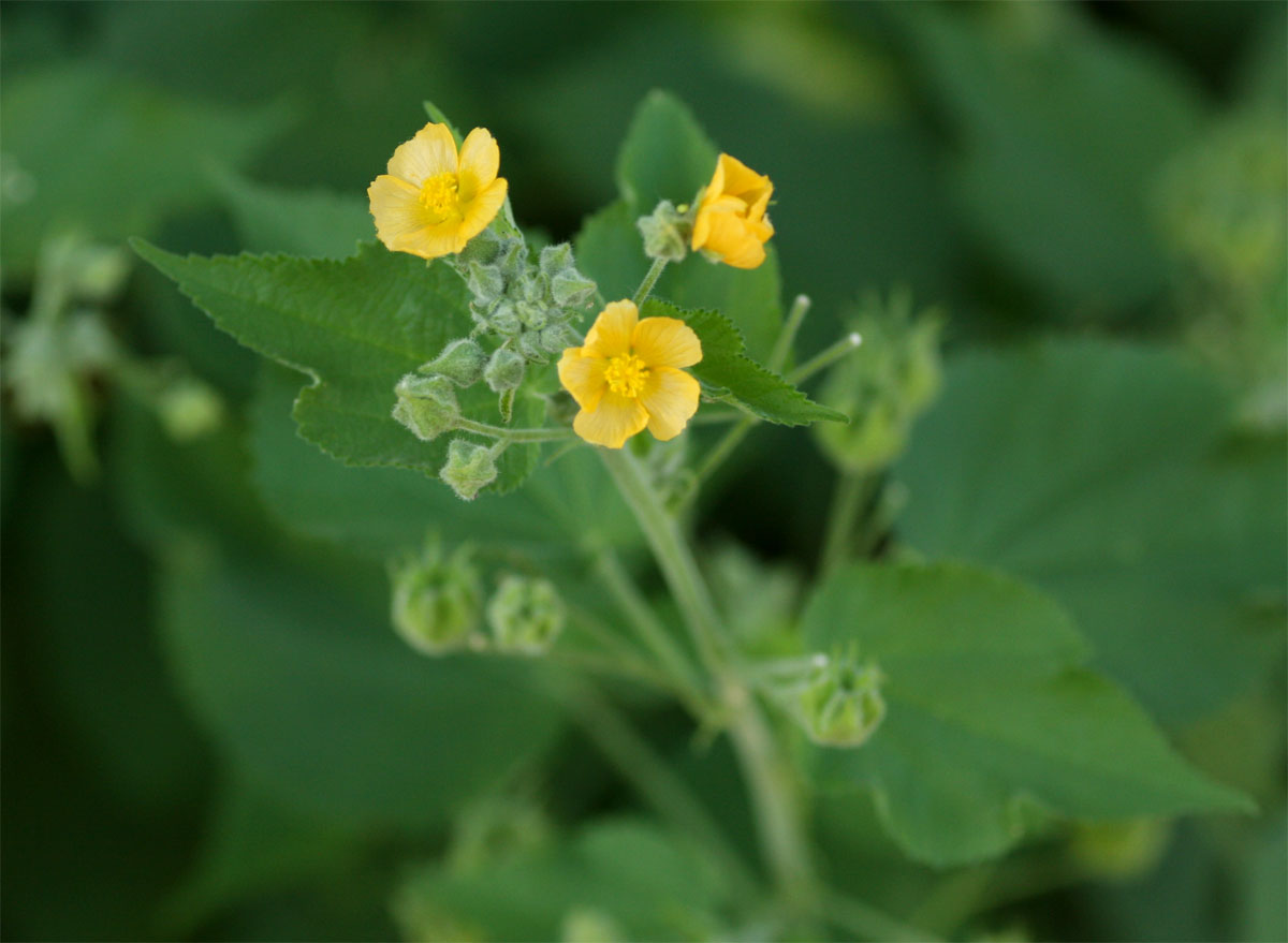 Abutilon ramosum Abutilon ramosum