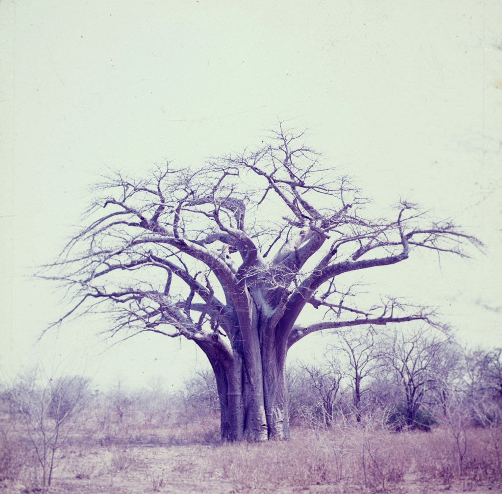 Adansonia digitata Adansonia digitata