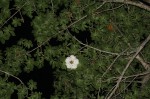 Adansonia digitata
