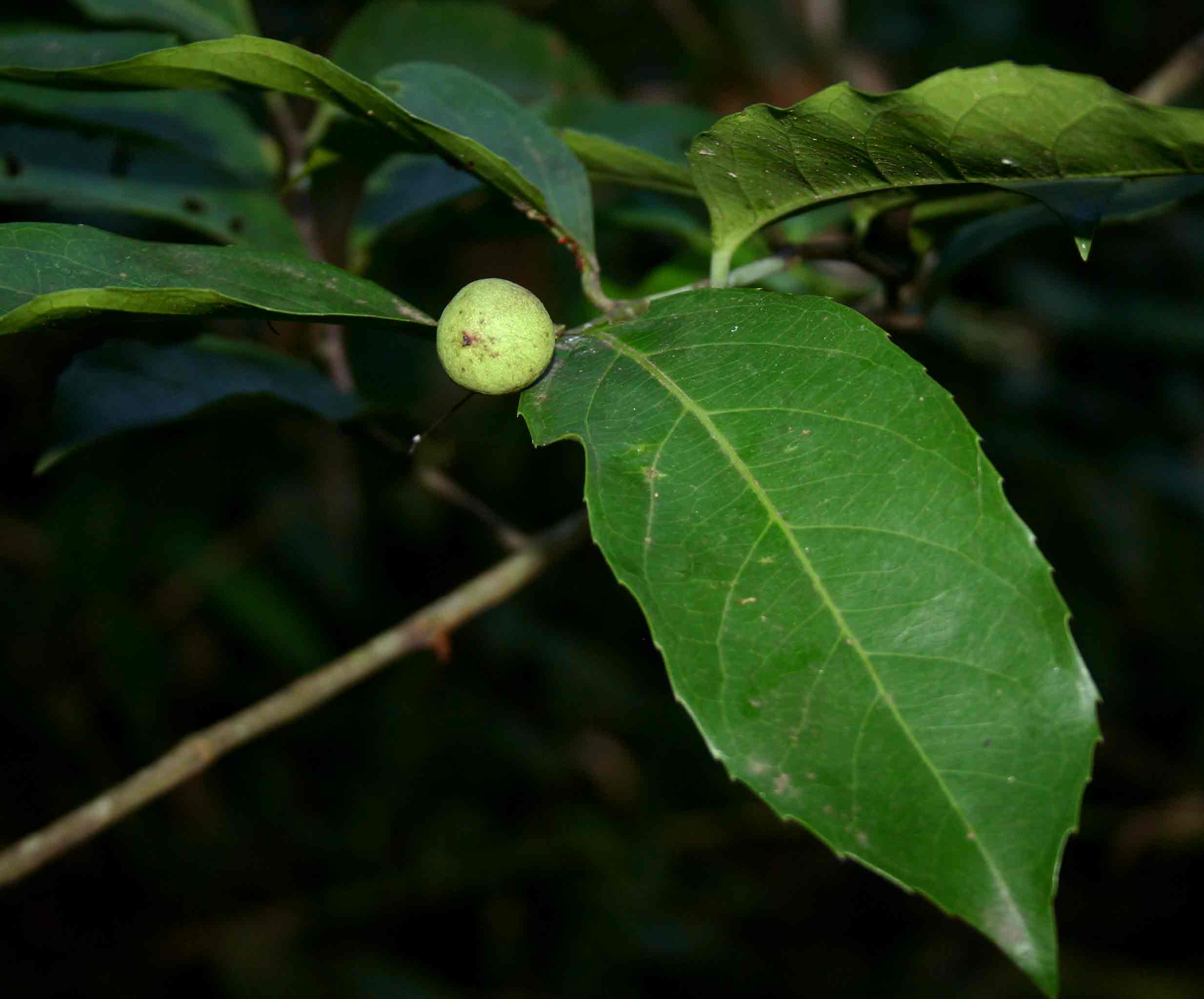 Rawsonia lucida Rawsonia lucida